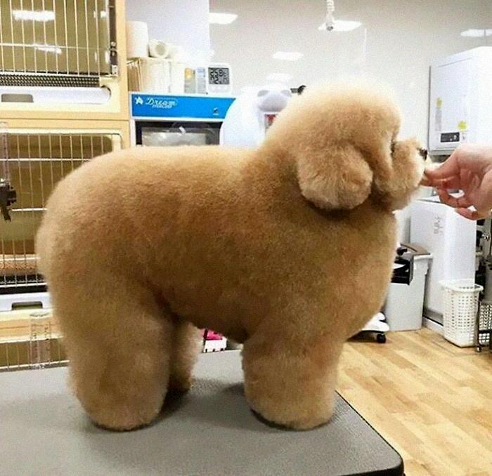 The Amount Of Fluff On This Dog