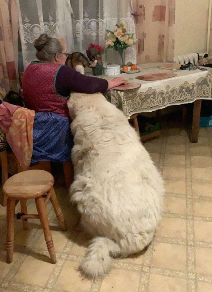 This Chonker Next To My Grandmother