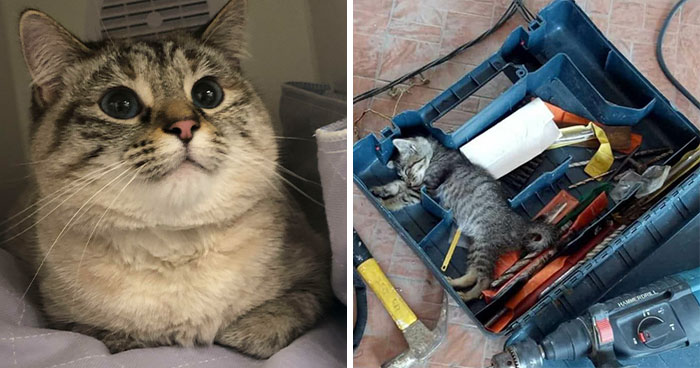 This Online Group Is Dedicated To Cats With Jobs, And Here Are 38 Of Them
