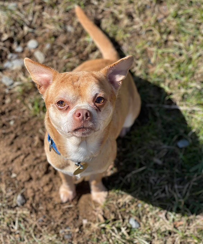 Adoption Post Honestly Lists Everything That's Wrong With This Demonic Chihuahua And It Goes Viral