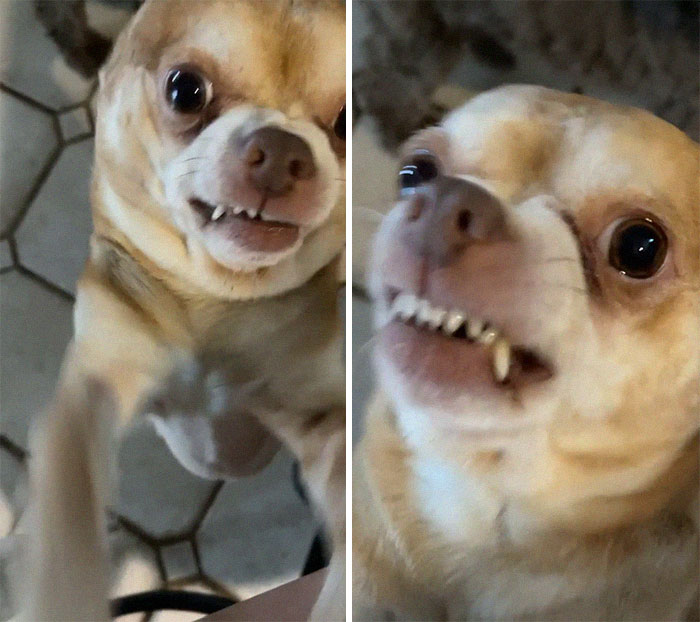 Adoption Post Honestly Lists Everything That's Wrong With This Demonic Chihuahua And It Goes Viral