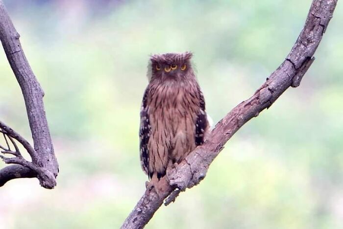 Behold The 4-Eye Brown Fish Owl. My Uncle Shot This Unique Species In Hong Kong