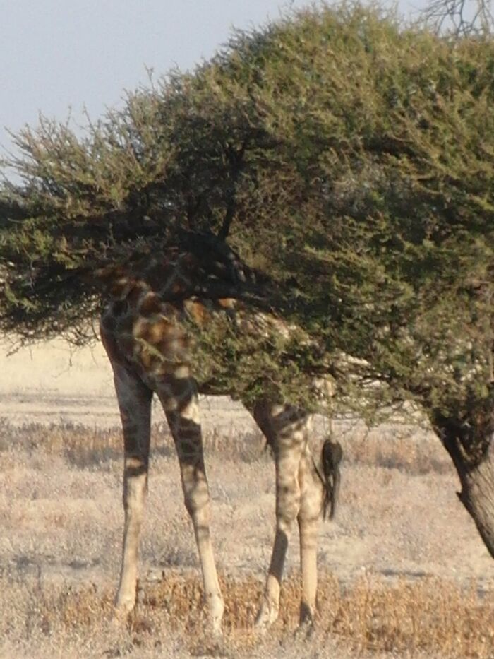 This Is The Shortest Giraffe In Africa. It Was A Privilege To Get A Picture Of It