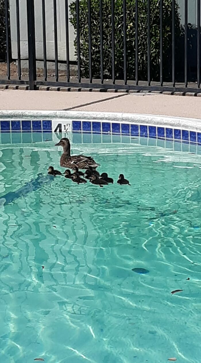 My Apartment Ducks Just Had Babies! I Witnessed Them In The Act And Now I Get To See The Product!