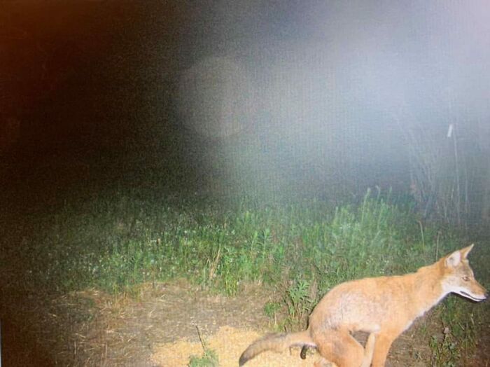 I’ve Waited A Long Time For The Perfect Place To Unveil This Gem Of A Trail Camera Photo. Thrilled This Group Exists