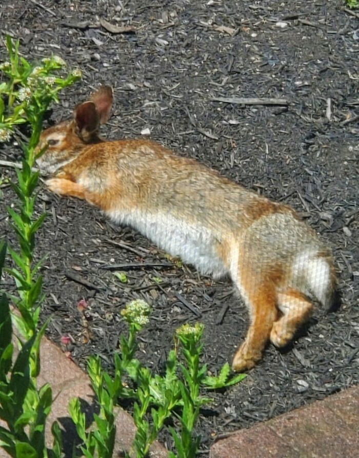 At First, I Thought We'd Had A Tragedy In Our Garden. It Turns Out She Was Only Napping In The Sun! I've Never Seen A Bunny Do This!