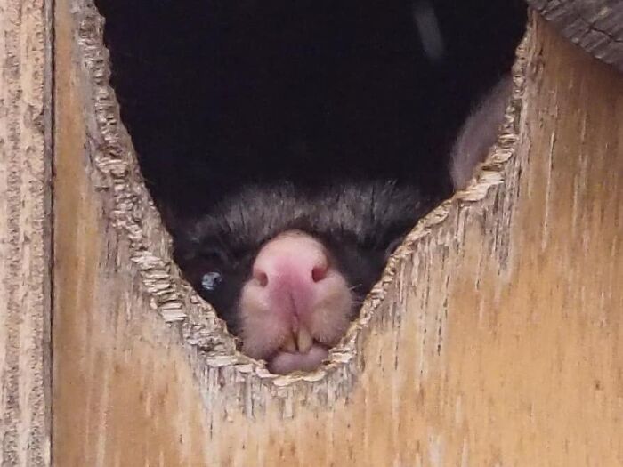 A Friend’s Photo Of The Same Possum Looked So Cute, But Mine Just Turned Out Like This