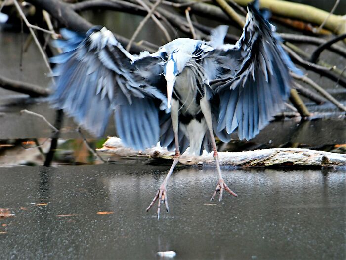 Don't You Agree That A Heron Is Beautiful? Perfect Curves Of The Wings And Feathers, The Graceful Neck, The Slim Legs
