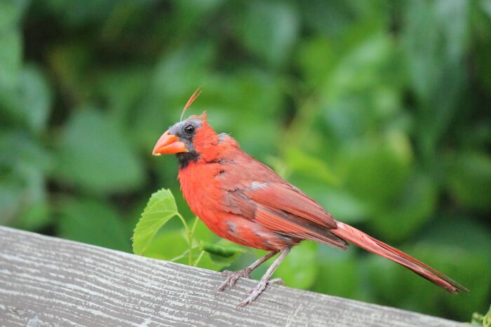 Me imagino que la única vez en mi vida que puedo acercarme lo suficiente a un cardenal para conseguir una buena foto, sería este tipo