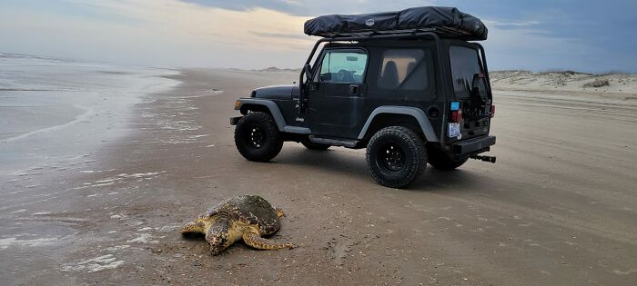 Beached Loggerhead On My Island Today. Jeep For Scale