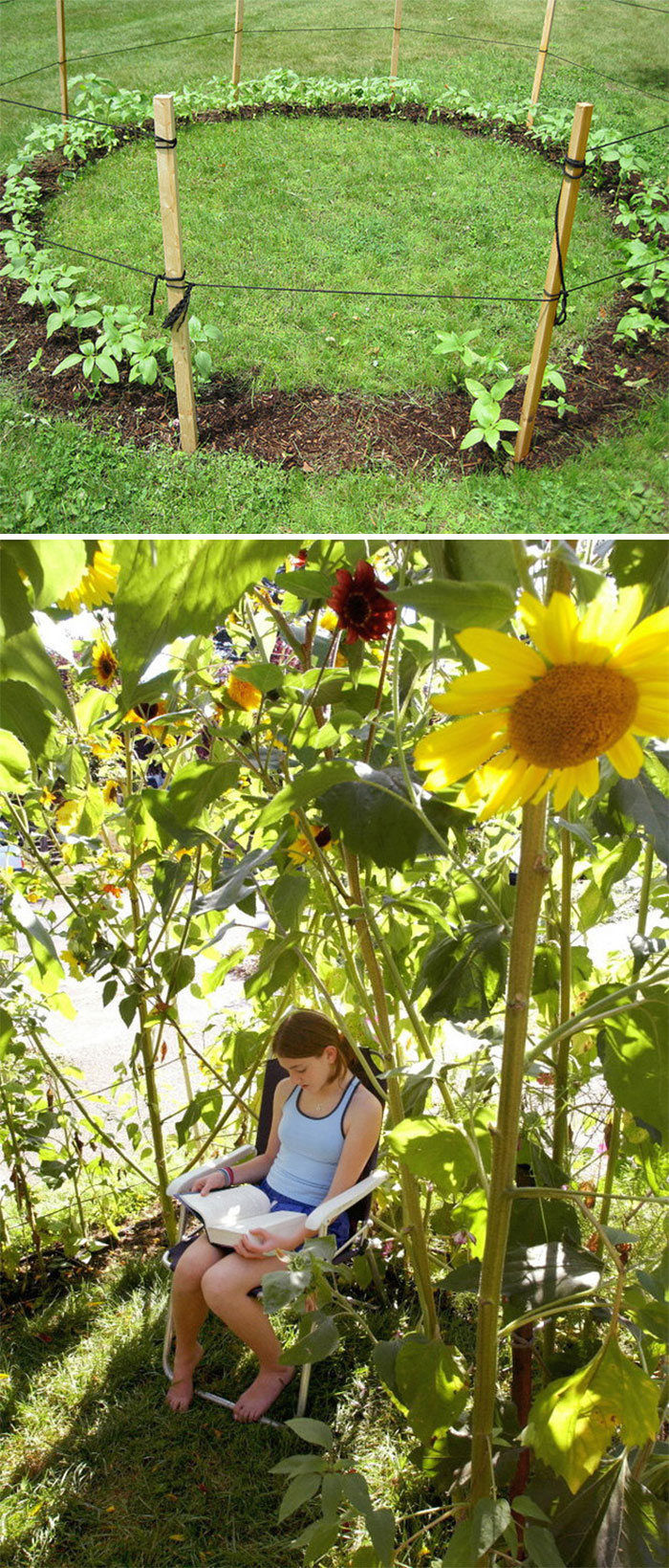 Grow A Sunflower House For The Kids To Play In