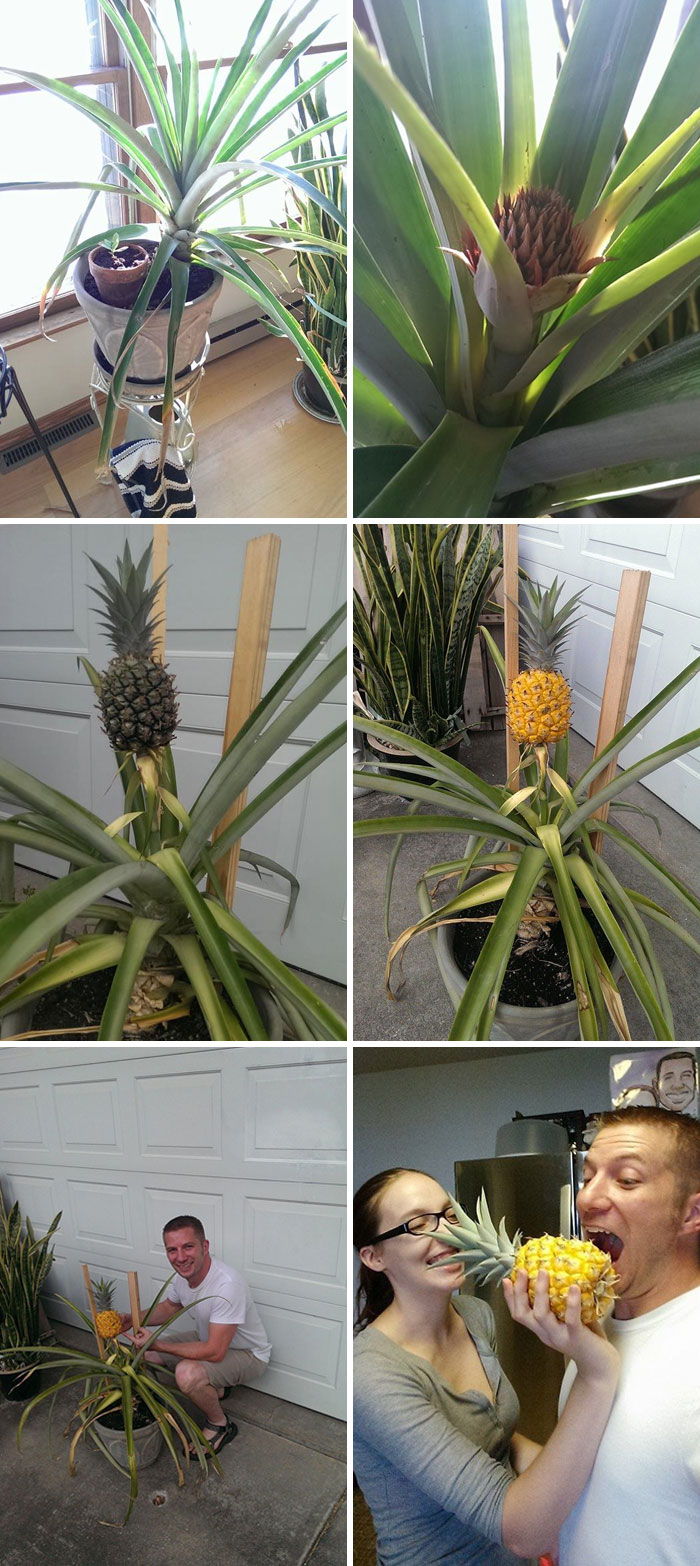 Everyone Said I Was Out Of My Mind 3 Years Ago When I Started Growing A Pineapple From One I Bought At The Grocery Store. Well Who's Laughing Now
