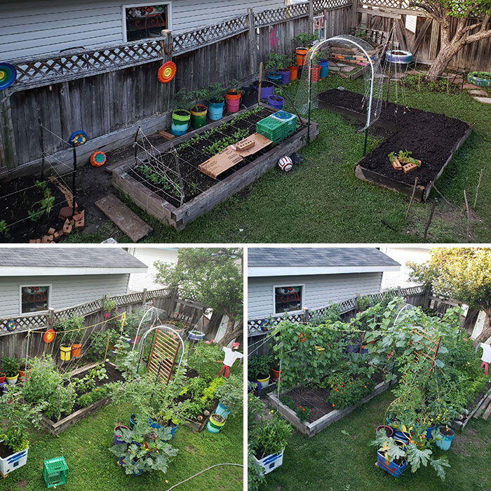 Last Year's Garden Experiment. We Used Recycled And Reclaimed Materials And Got The Kids To Help Out