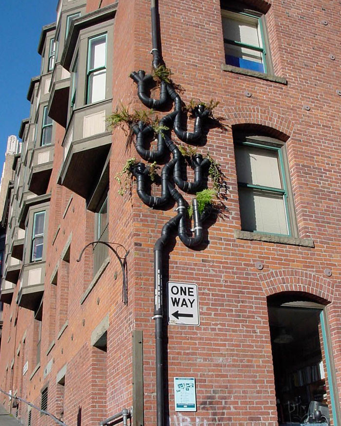 Downspout With A Vertical Garden In Seattle