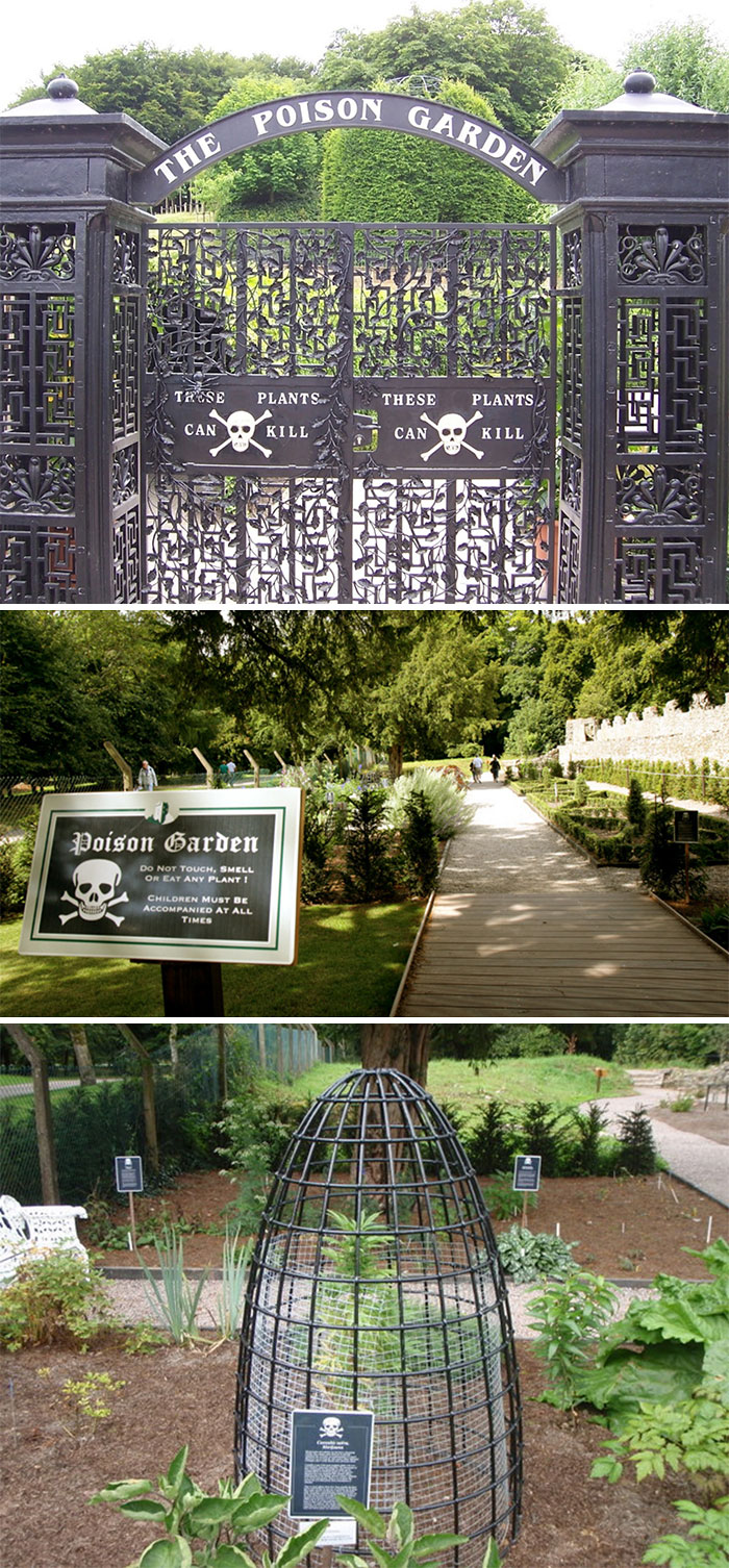 El Jardín del Veneno fue creado en 2005 por la duquesa de Northumberland. El jardín contiene más de 100 plantas mortales y alucinógenas