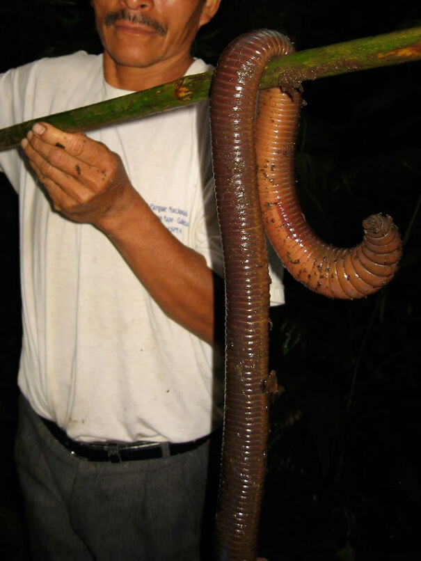 giant-worm-1-60881a362e4c7.jpg