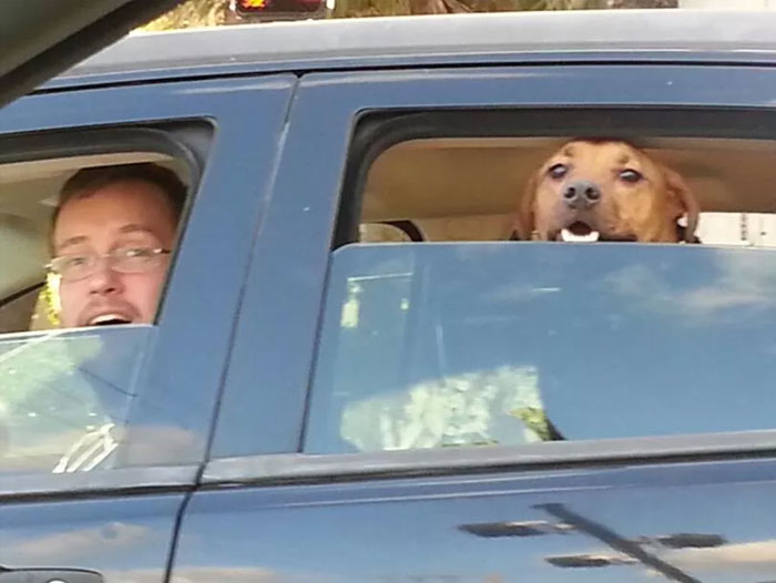 The Moment My Dog And Husband Realized I Was In The Car Beside Him
