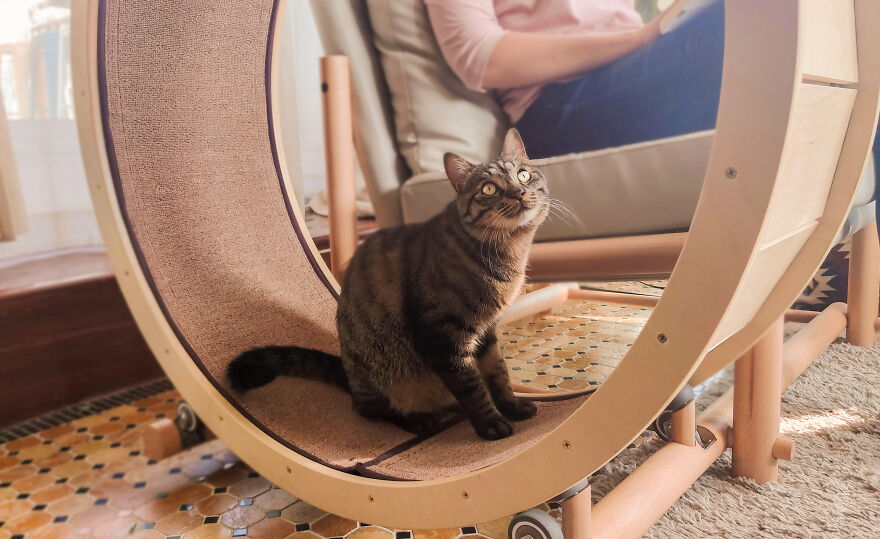 A Chair With An Integrated Running Wheel Was Invented For Cat Lovers