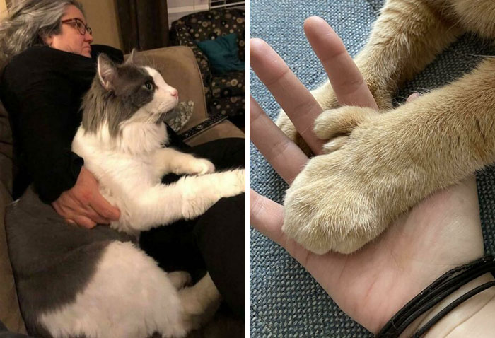 35 Cats Who Don’t Understand How BIG They Are