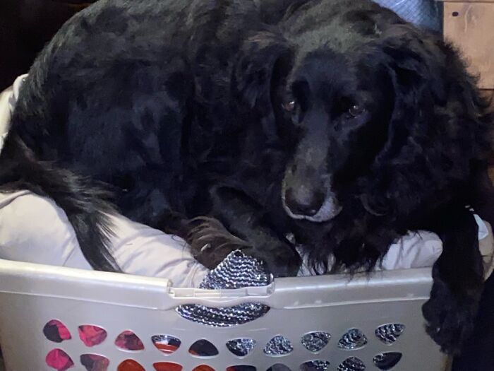 My 100 Lb Basket Boy Trying To Fit In A Laundry Basket.