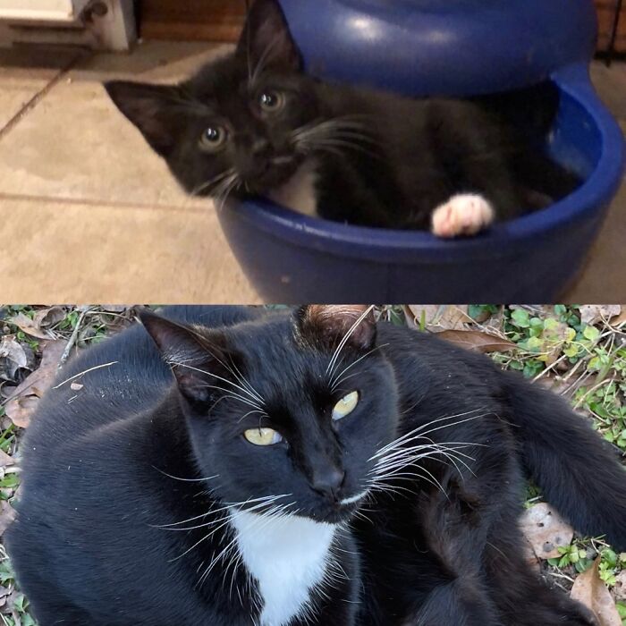 My Tweek From Silly Kitten To A Silly 3 Year Old