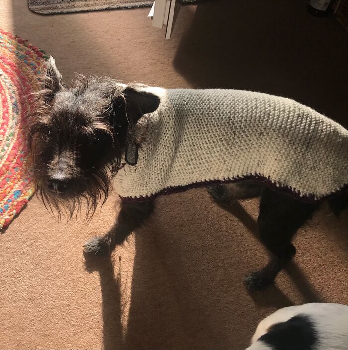 Me: “Ty, Auntie Annie Knitted You A Winter Jumper”