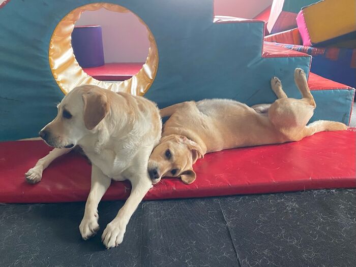 My Dog Is Cuddles, On The Right With His Best Friend In Daycare Today