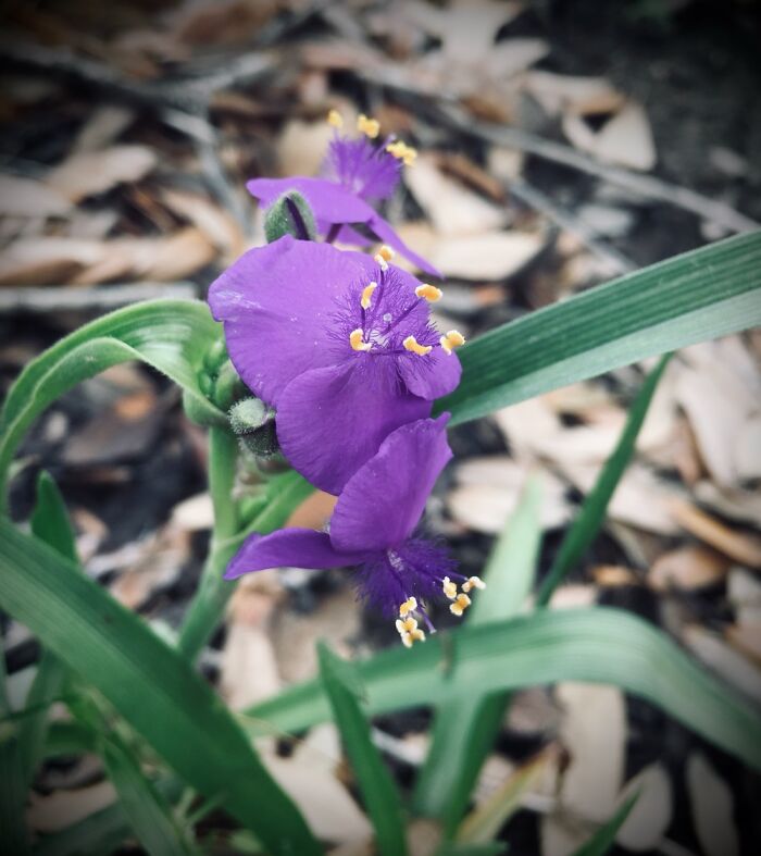 Just A Purple Flower
