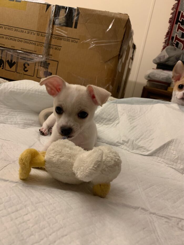 Poppy Spies Baby Bo With Her Ducky!