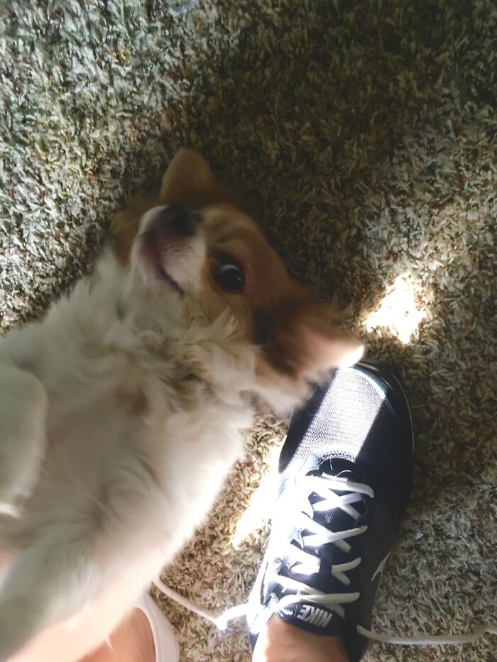Señor Carlos Tries To Sneak In A Belly Rub While I Tie My Shoes