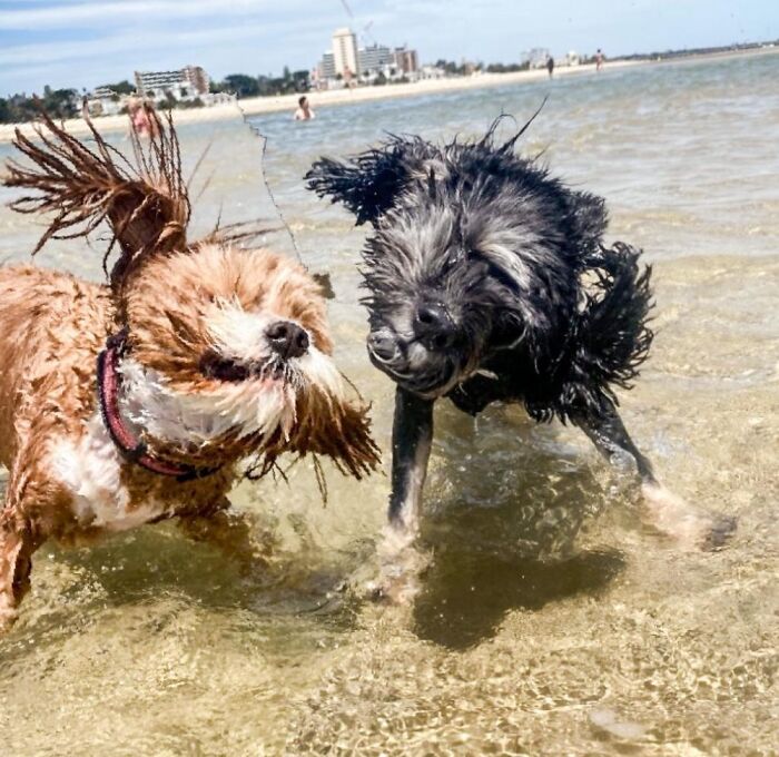 My Two Dogs, Mid Shake At The Beach