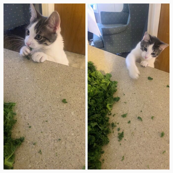 Bishop Taking Her Share On Kale Chopping Day.
