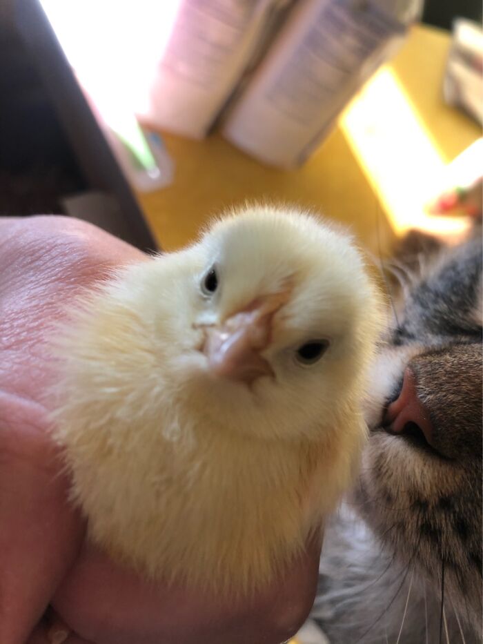 Alice The Cat Isn’t Sure What To Think Of The Baby Chick.