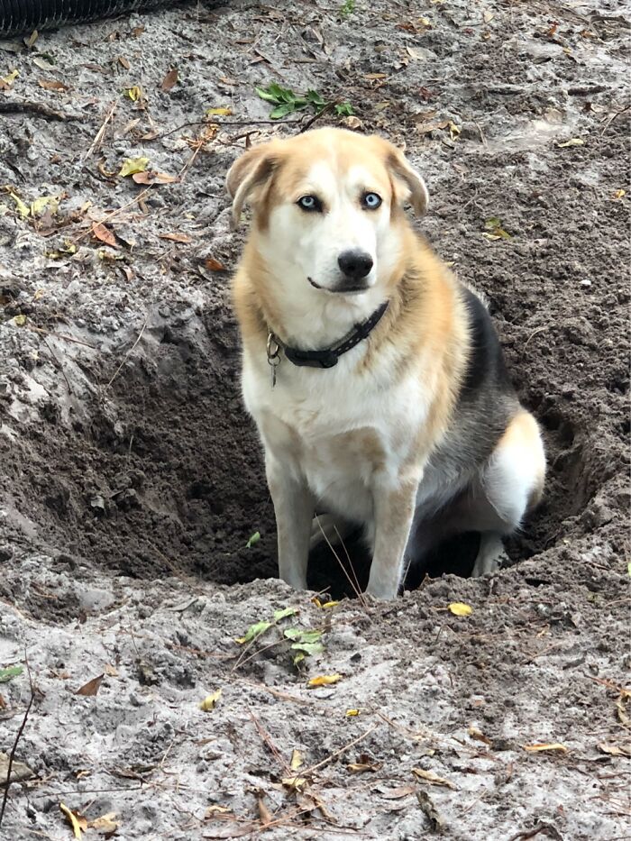 Juneau Likes To Dig Holes.