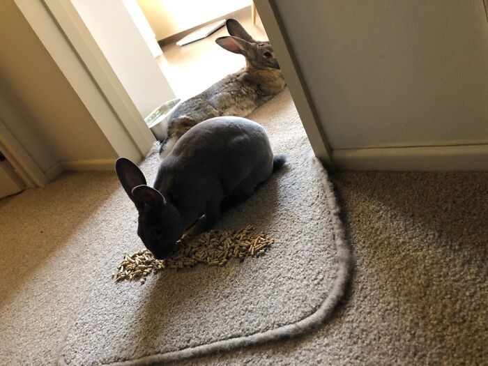 These Are My Bunny, Biscuit, And His Bunny, Pepper. She’s Always Eating.