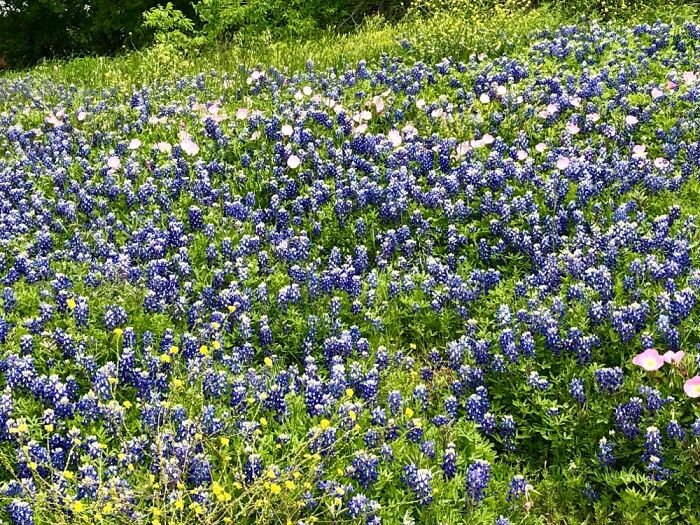 A Field Of Texas Blue Bonnets