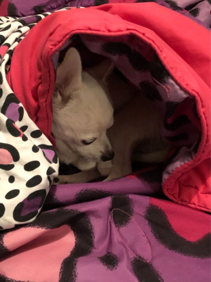 My Rescue Chihuahua (Spike) Wanted Cuddles And Made A Cave In My Blankets.