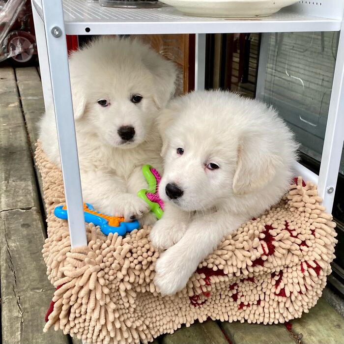 First Day Home Of Our Pyrenean Mountain Dogs.