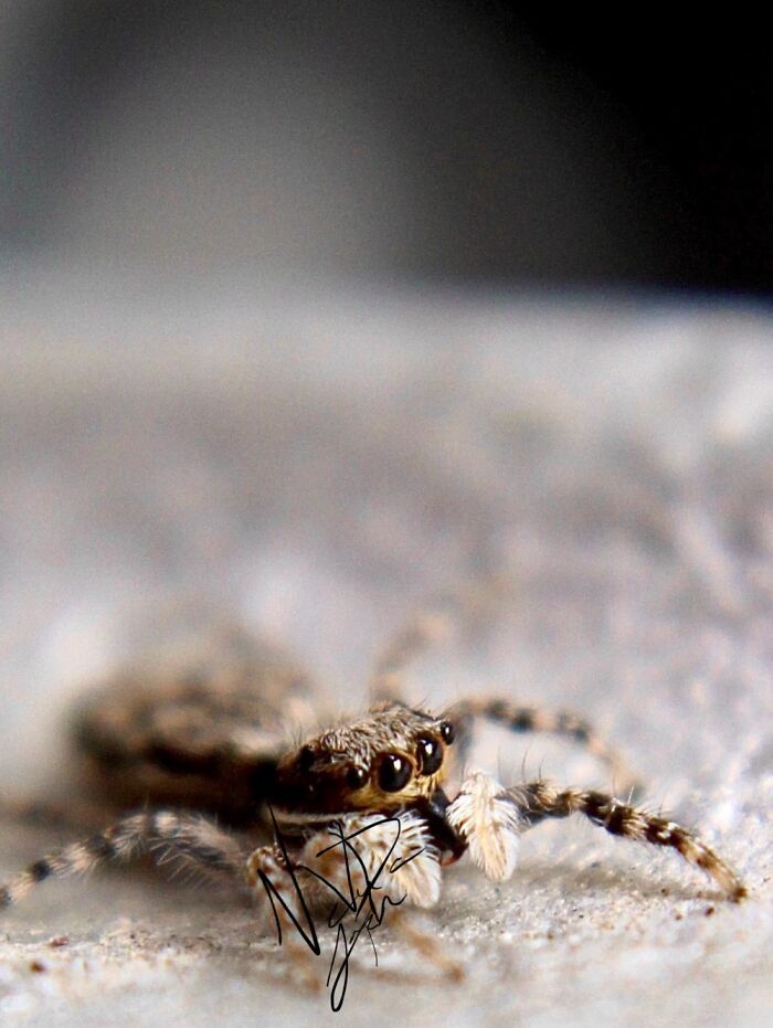 I Bought A Macro Lens Hoping To Win Contest To Put Food On The Table. Saw This Cutie Pie!