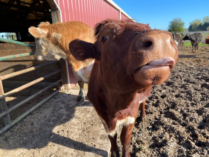 “Butterscotch” The Cow Is A New Mother With A Feisty Attitude!