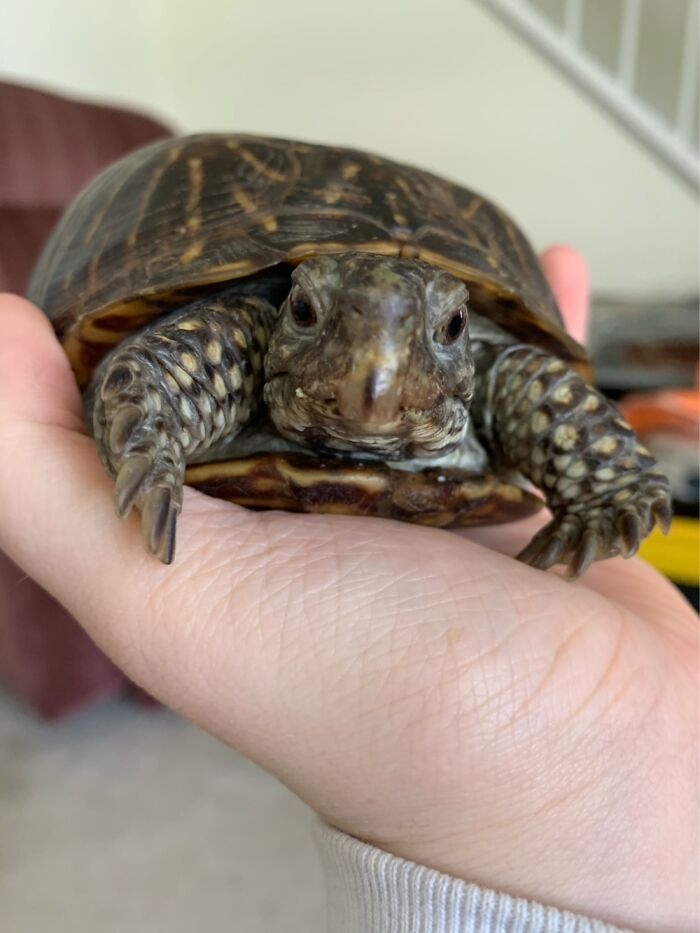 My Sweet Box Turtle That Just Woke Up From 6 Months Of Hibernation