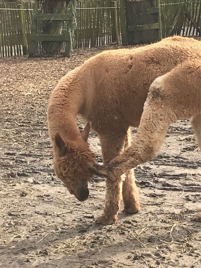 Look At This Animals!!!🐡