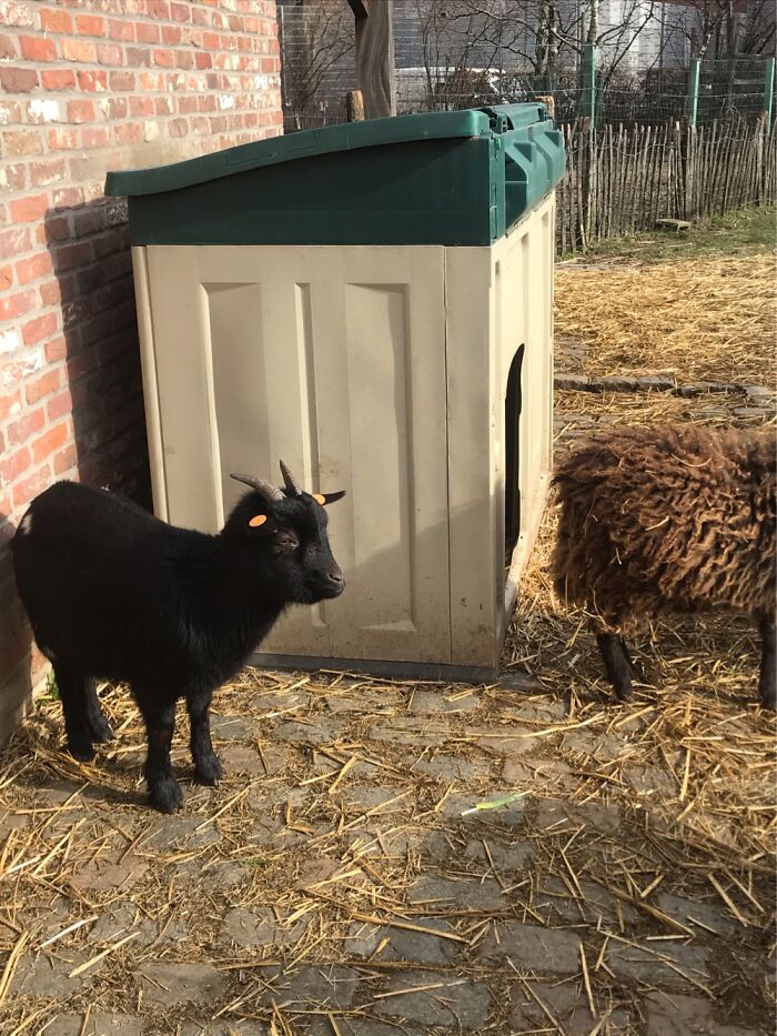 Look At This Animals!!!🐡