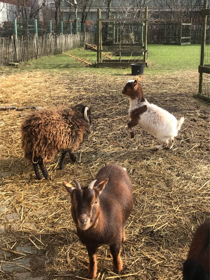 Look At This Animals!!!🐡