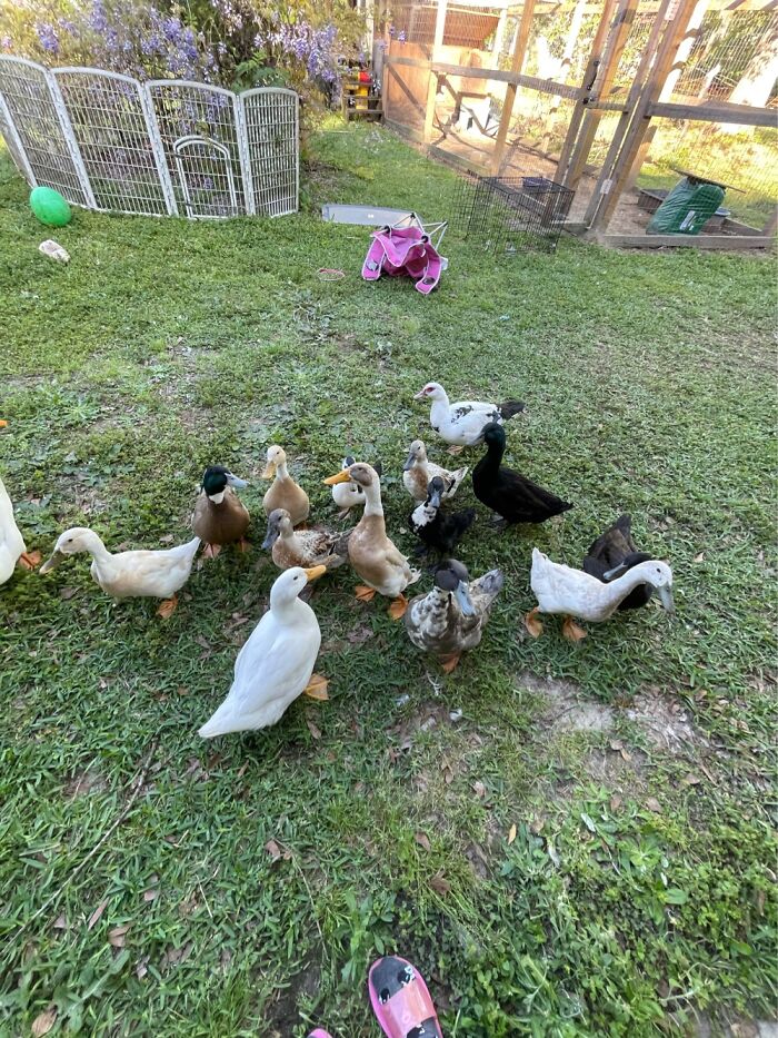 Do Ducks Count. I Have 15 And More On The Way