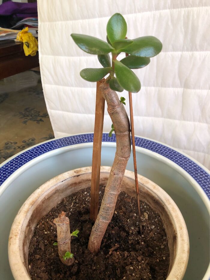 Rescued This When It Only Had 2 Leaves And Now It Is Starting To Sprout Baby Leaves.