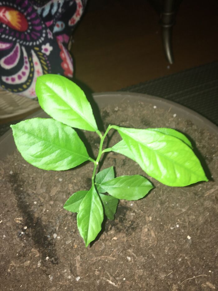 My Lemon Plant From The Past Summer. Just Transplanted It!