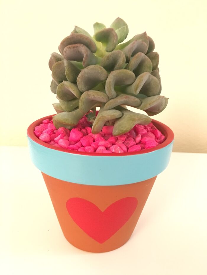 My Hand Painted Vases And This Gorgeous Succulent!♥️🪴