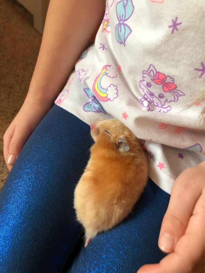 My Daughters Hamster. She Named Her Sweetie Pie