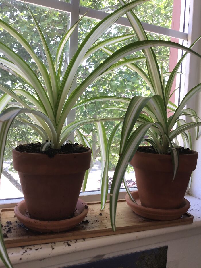 My Spider Plants! I’m Thinking Of Getting Another Plant But I’m Not Sure What Kind...